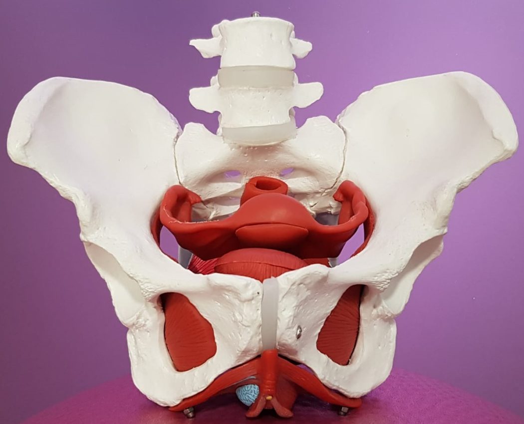 pelvis y suelo pélvico