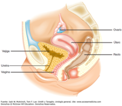 relación entre el útero y el sacro